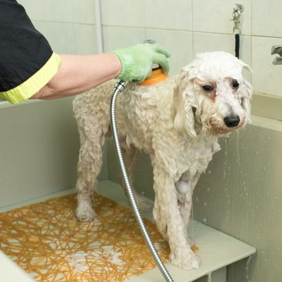 Groomer in a pet salon or animal grooming parlor washing and shampooing a white dog on a worktable with a nozzle and spray
